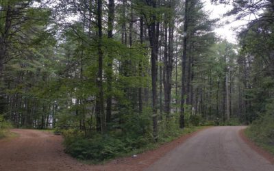 Psalm 1: Twee wegen, twee uitkomsten